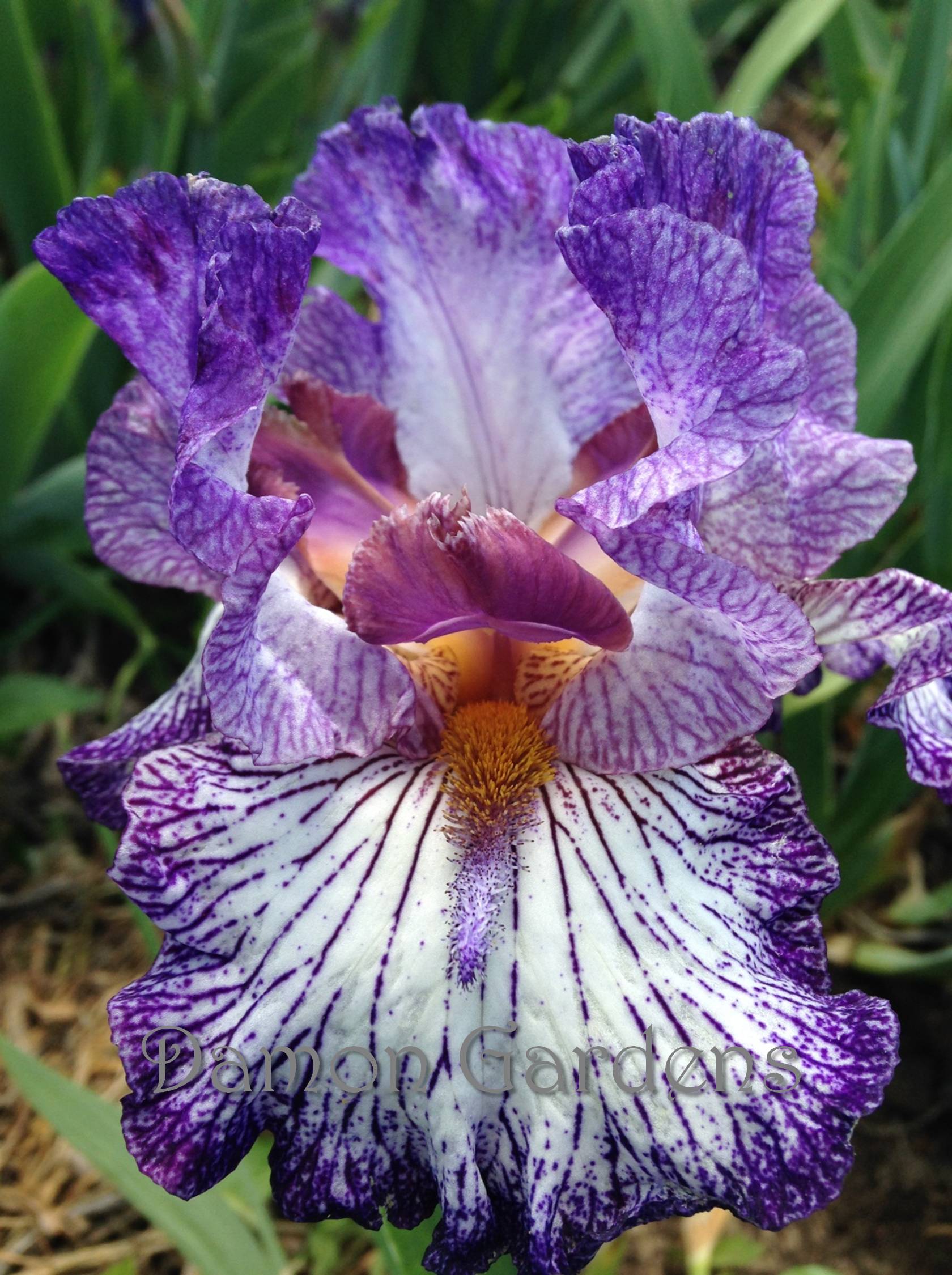 Iris Finish Line